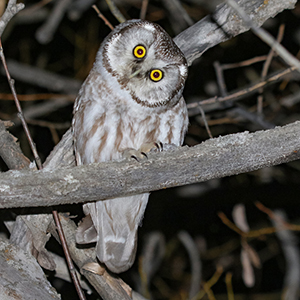 Boreal Owl